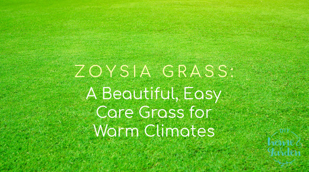 Zoysia Grass: A Beautiful, Easy Care Grass for Warm Climates