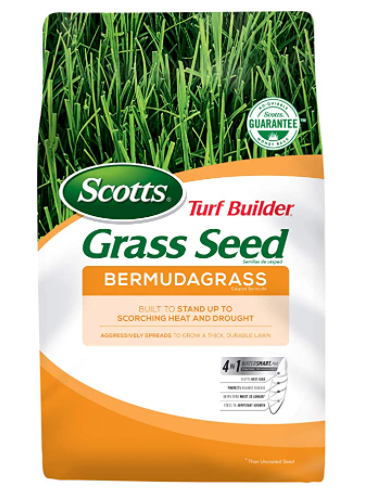 bermuda grass