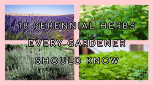 perennial herb