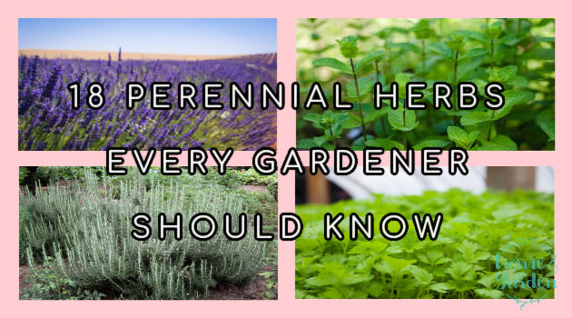 Perennial Herbs: 18 Easy to Grow Species Every Gardener Should Know