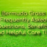 bermuda grass
