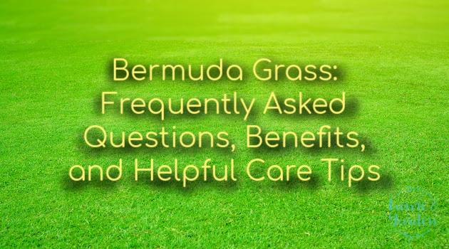 Bermuda Grass: Frequently Asked Questions, Benefits, and Care Tips