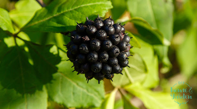 blackberry bushes