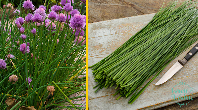 chives