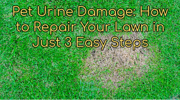 Pet Urine Damage: How to Repair Your Lawn in Just 3 Easy Steps