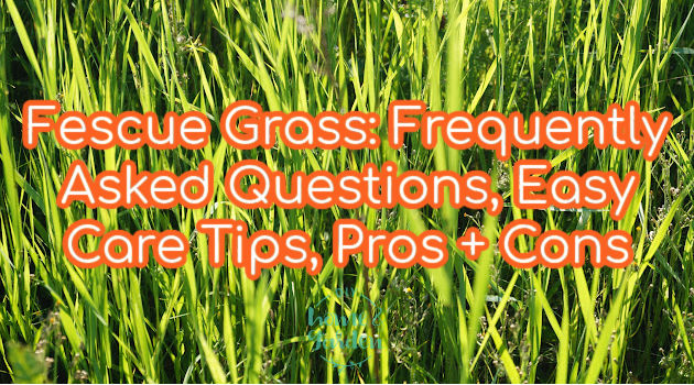 fescue grass