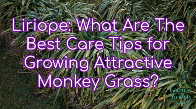 Liriope: What Are The Best Care Tips for Growing Attractive Monkey Grass?