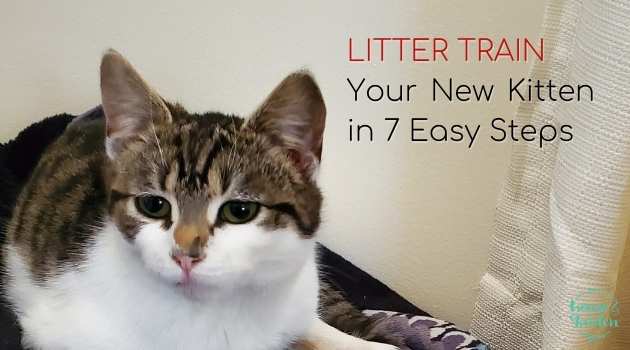 Litter Train Your New Kitten in 7 Easy Steps  