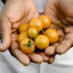 cherry tomato