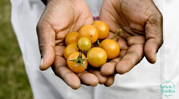 Cherry Tomato: FAQs and an Easy Care and Growing Guide