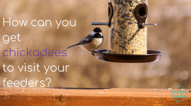9 Great Tips to Attract Adorable Chickadees to Your Feeders
