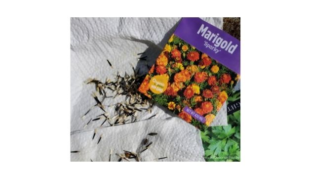 marigold seeds