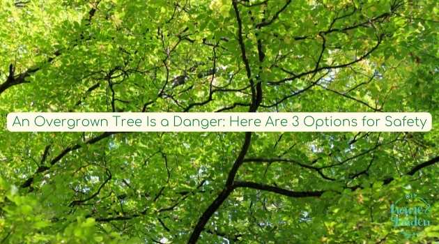 An Overgrown Tree Is a Danger: Here Are 3 Options for Safety