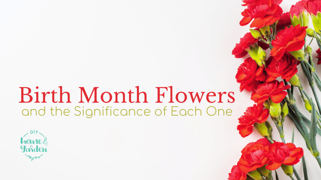 Birth Month Flowers and the Significance of Each One