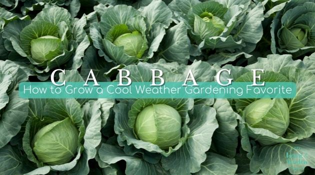 cabbage