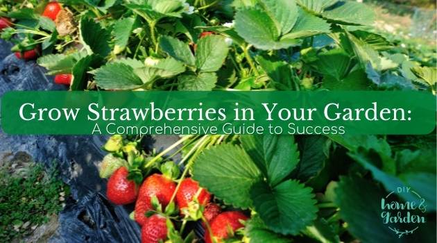 Grow Strawberries in Your Garden: A Comprehensive Guide to Success