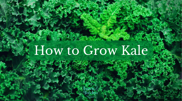 Grow Kale in 9 Easy Steps (and how to care for it)