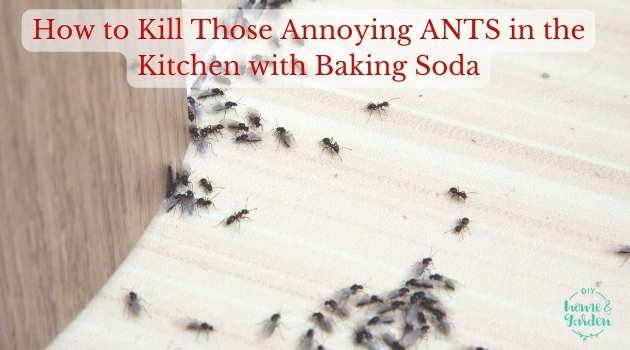 Kill Ants in the Kitchen with Baking Soda (spare yourself the chemicals!)