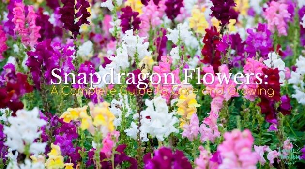 Snapdragon Flowers: A Complete Guide to Care and Growing