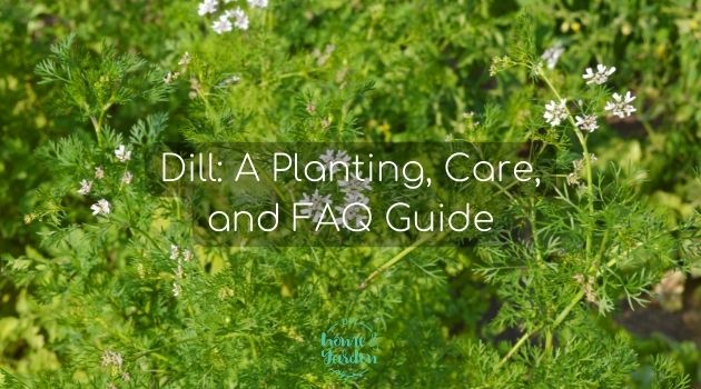 Dill: A Planting, Care, and FAQ Guide