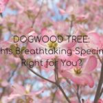 dogwood tree