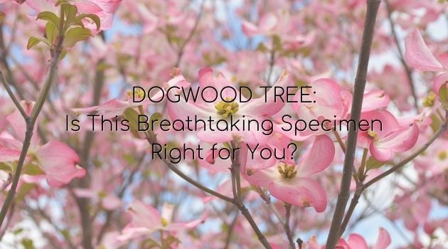 Dogwood Tree: Is This Breathtaking Specimen Right for You?