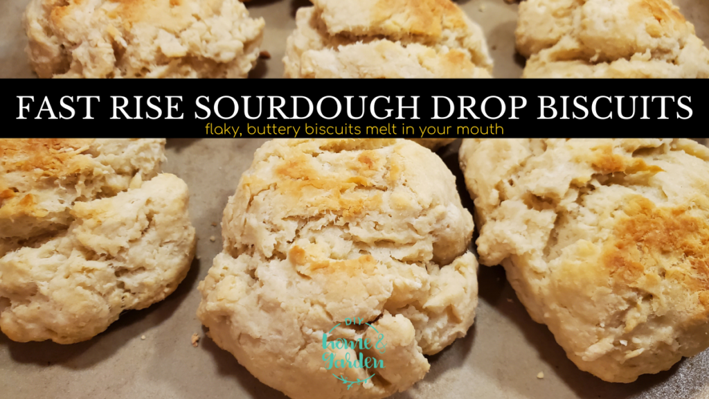 Sourdough Biscuits: A Recipe for Fast-Rise, Buttery-Flavored Treat