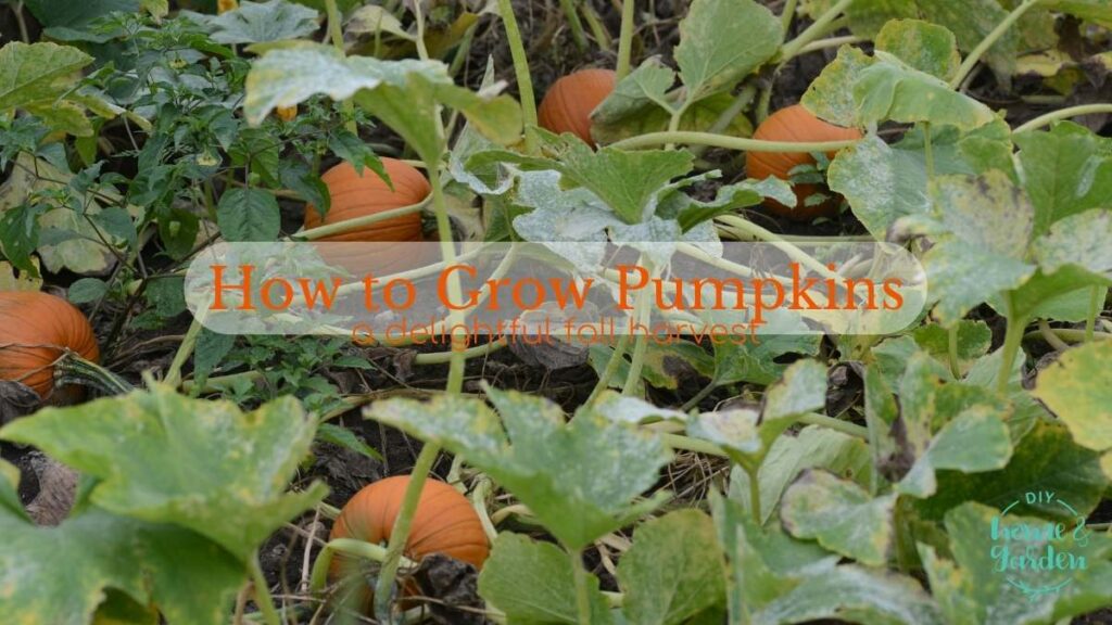 how to grow pumpkins