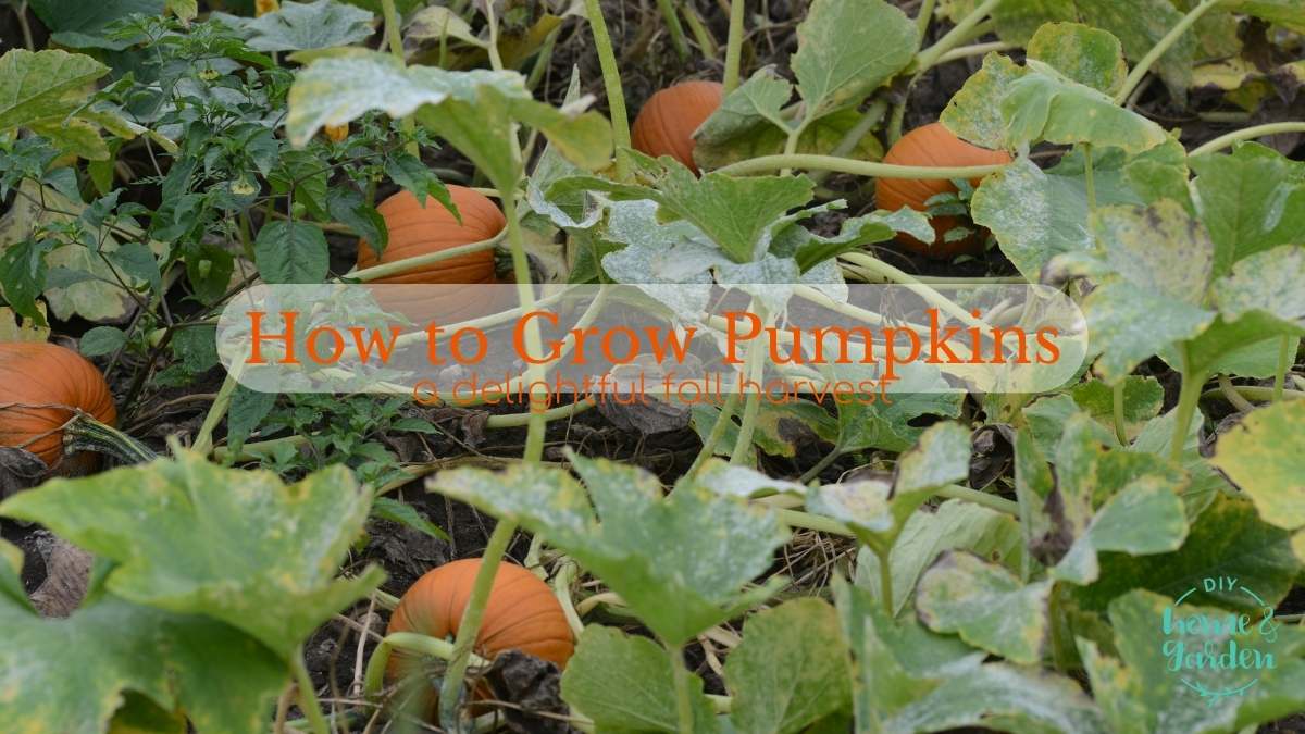 How to Grow Pumpkins: A Delightful Fall Harvest