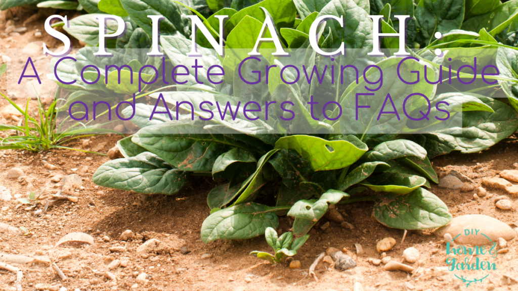 spinach acidic soil