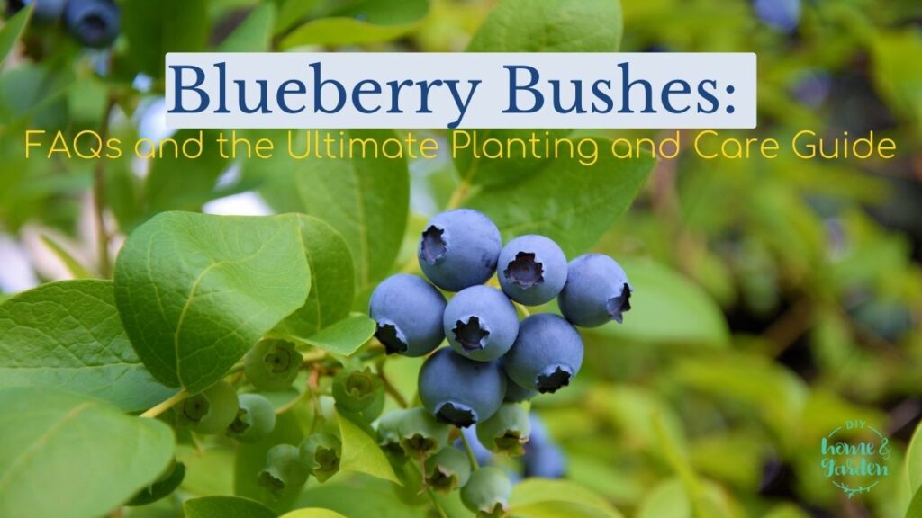 Blueberry Bushes: FAQ and the Ultimate Planting and Care Guide