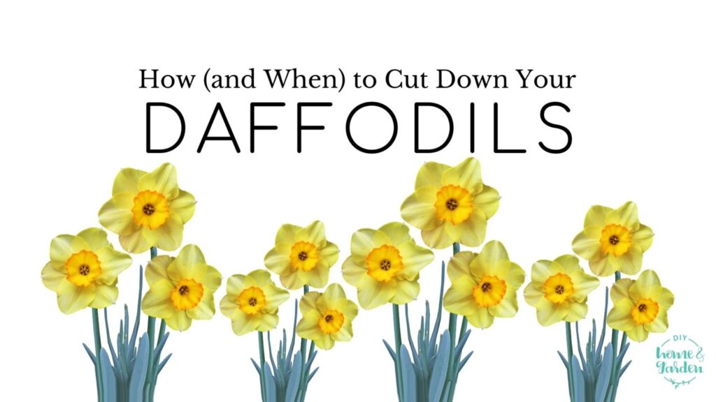 Daffodils: When and How to Cut Down Your Beautiful Spring Flowers