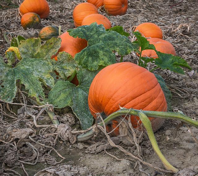 pumpkin patch