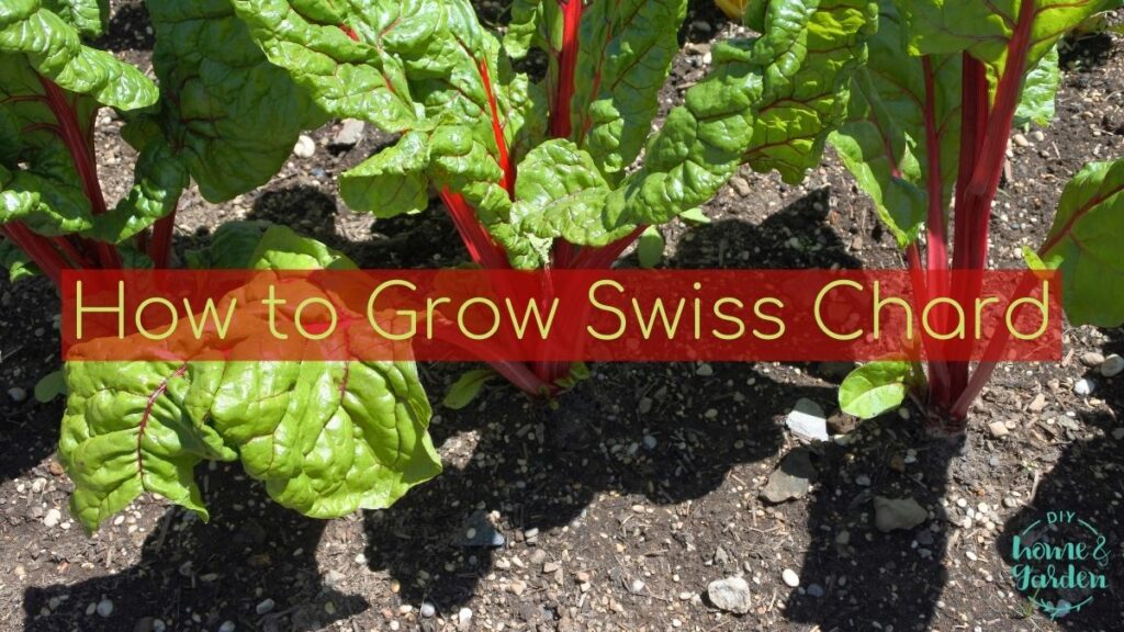 Swiss Chard: A Healthy Green to Enjoy in the Cool Season Garden