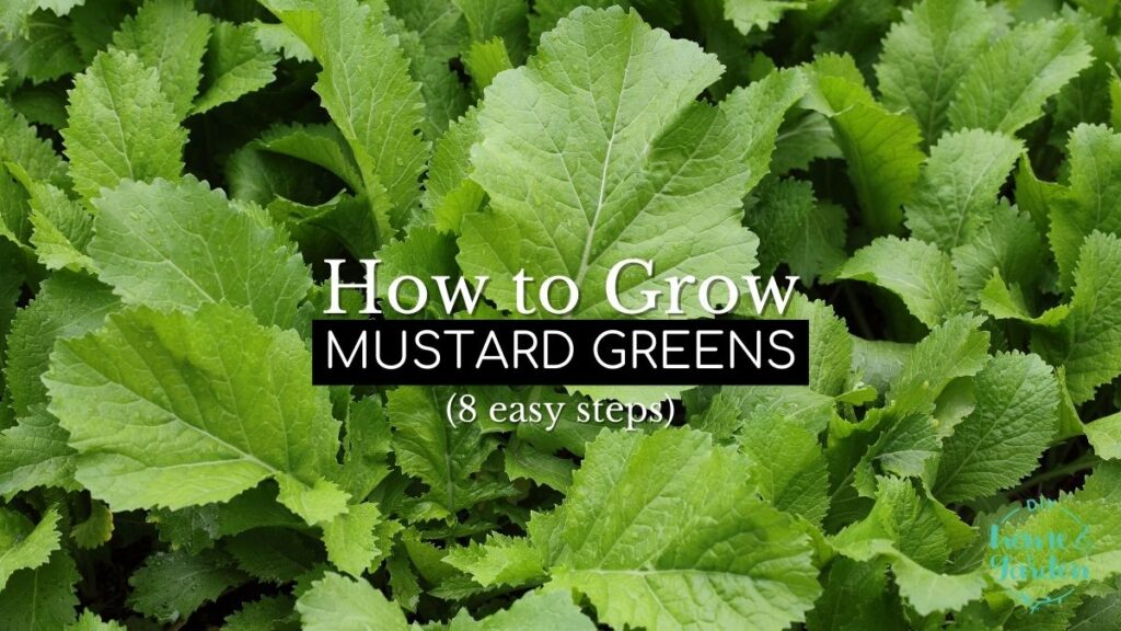 mustard greens