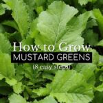 mustard greens