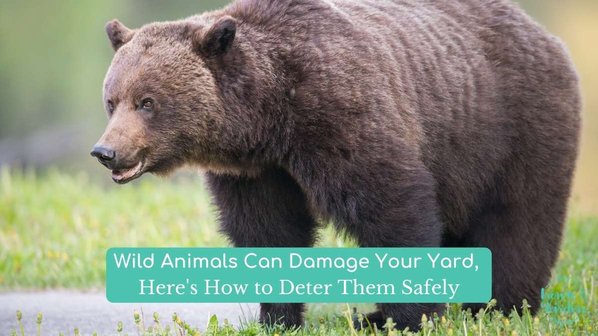 Wild Animals Can Damage Your Yard, Here’s How to Deter Them Safely