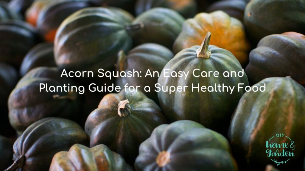 Acorn Squash: An Easy Care and Planting Guide for a Super Healthy Food