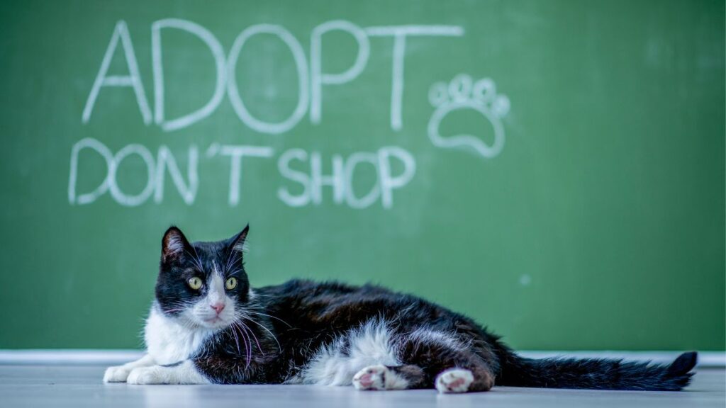 Adopting a Pet? 7 Useful Considerations for an Easy Transition