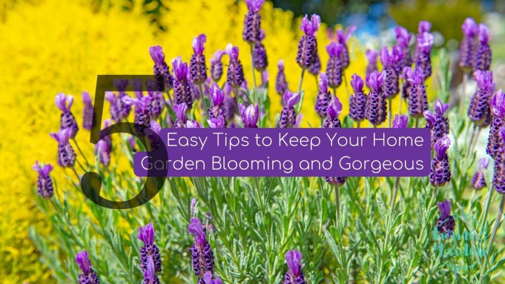 5 Easy Tips to Keep Your Home Garden Blooming and Gorgeous