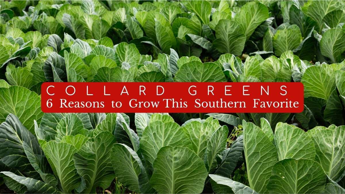 Collard Greens: 6 Reasons to Grow This Fall Garden Favorite