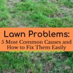 lawn problems