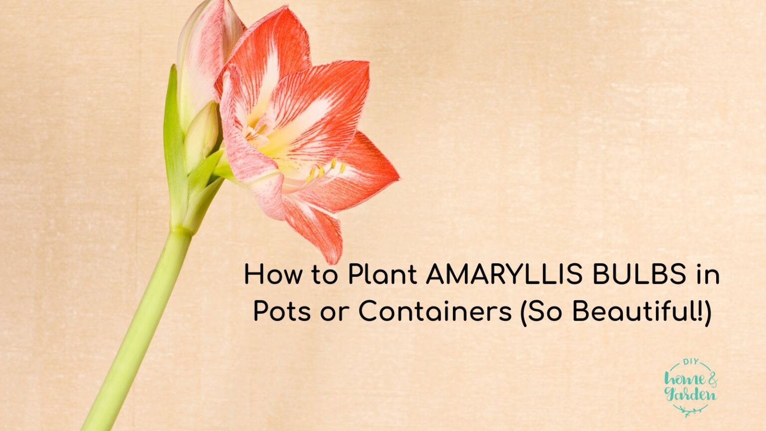 How to Plant Amaryllis Bulbs in Pots or Containers (So Beautiful!)