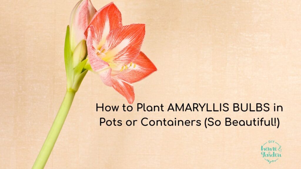 How to Plant Amaryllis Bulbs in Pots or Containers (So Beautiful!)