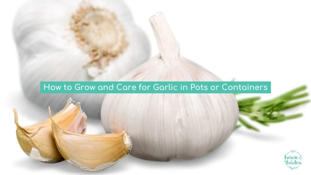 How to Grow and Care for Garlic in Pots or Containers