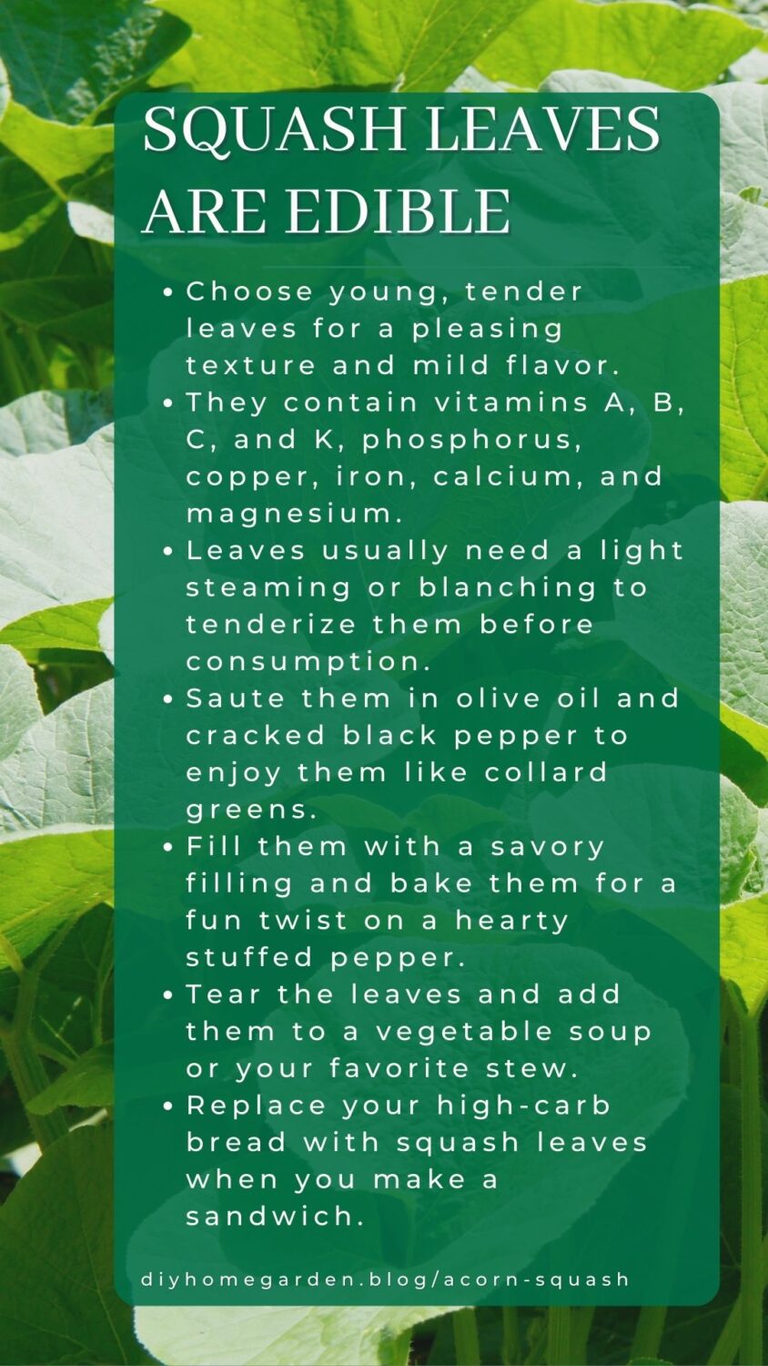 Acorn Squash An Easy Care and Planting Guide for a Super Healthy Food