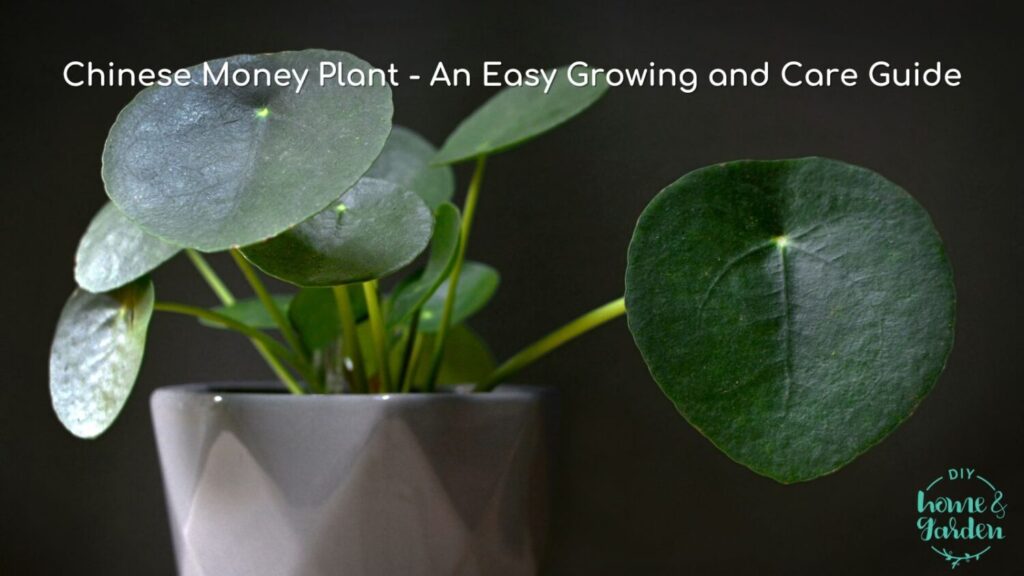 Chinese Money Plant – An Easy Growing and Care Guide