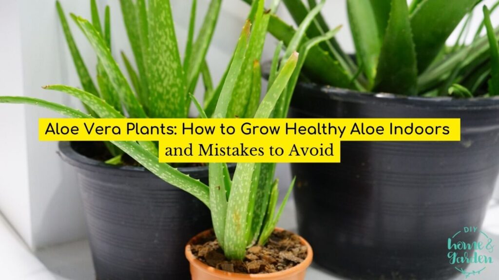 Aloe Vera Plants: How to Grow Healthy Aloe Indoors and 3 Mistakes to Avoid