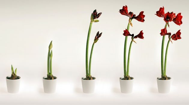 amaryllis