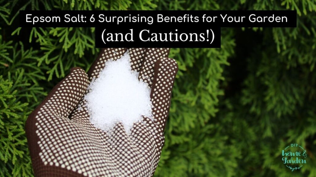 Epsom Salt: 6 Surprising Benefits for Your Garden (and Cautions!)